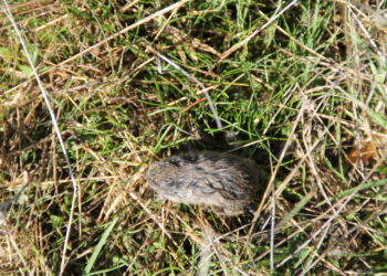 UPA alerta de que la cantidad de topillos existentes ya en Salamanca puede acabar en plaga para la próxima campaña