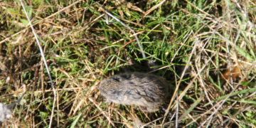 UPA alerta de que la cantidad de topillos existentes ya en Salamanca puede acabar en plaga para la próxima campaña