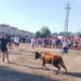 El encierro del cajón reúne en Villoruela a aficionados de toda la comarca con sol y mucho calor en el recorrido por la calle las Eras