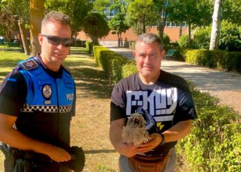 La Policía Local de Peñaranda recoge dos pollos de búho en el parque de Los Jardines tras la llamada de alerta de un vecino