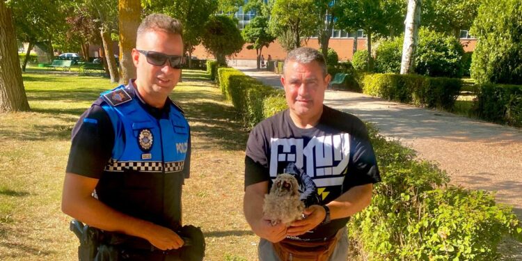 La Policía Local de Peñaranda recoge dos pollos de búho en el parque de Los Jardines tras la llamada de alerta de un vecino
