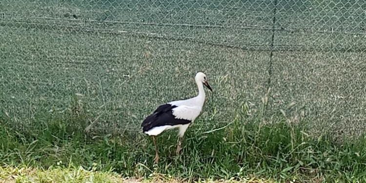 «Miguel», el pollo de cigüeña rescatado de la torre parroquial de Peñaranda, se recupera ya en el centro Las Dunas de Cabrerizos