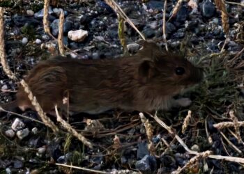 Invasión de topillos «a las puertas de Peñaranda»: agricultores alertan de la alarmante proliferación del roedor en la comarca