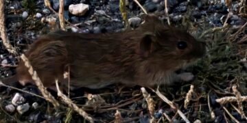 Invasión de topillos «a las puertas de Peñaranda»: agricultores alertan de la alarmante proliferación del roedor en la comarca