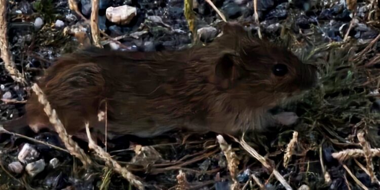 Invasión de topillos «a las puertas de Peñaranda»: agricultores alertan de la alarmante proliferación del roedor en la comarca