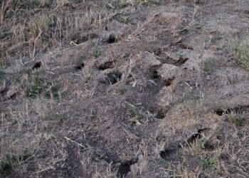 Invasión de topillos «a las puertas de Peñaranda»: agricultores alertan de la alarmante proliferación del roedor en la comarca