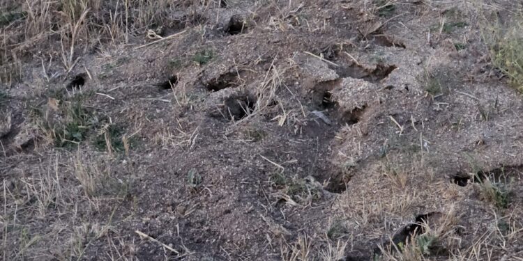 Invasión de topillos «a las puertas de Peñaranda»: agricultores alertan de la alarmante proliferación del roedor en la comarca