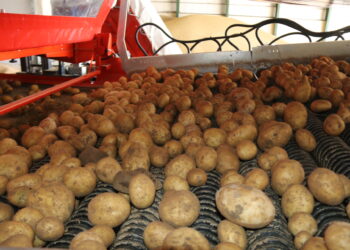 La cooperativa Aranpino estrena un «CropVision» único en España y que revoluciona el proceso de selección de la patata sin lavar