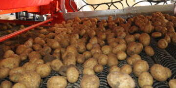 La cooperativa Aranpino estrena un «CropVision» único en España y que revoluciona el proceso de selección de la patata sin lavar