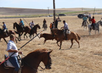Multitudinario y vibrante encierro campero en Macotera en la última jornada de las fiestas patronales en honor de San Roque