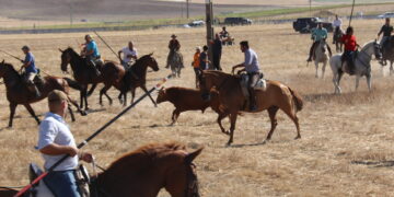 Multitudinario y vibrante encierro campero en Macotera en la última jornada de las fiestas patronales en honor de San Roque