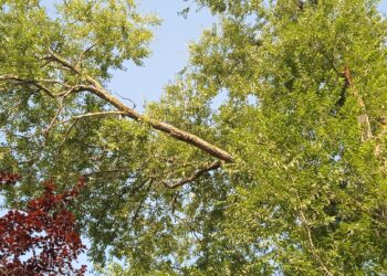 Peñaranda en Común insiste en la necesidad de revisar el estado de los árboles que se encuentran dentro del casco urbano