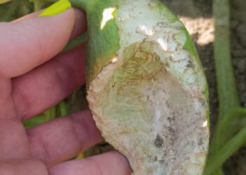 Los topillos arrasan los huertos en Santiago de la Puebla y los afectados se enfrentan ya a la pérdida de hortalizas y frutas