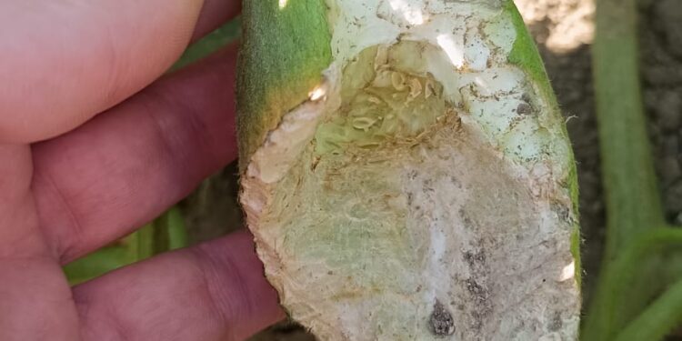 Los topillos arrasan los huertos en Santiago de la Puebla y los afectados se enfrentan ya a la pérdida de hortalizas y frutas