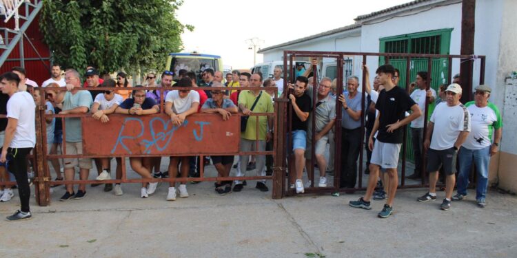 Emoción y diversión en el segundo encierro urbano de Villaflores y carretones en sustitución de la bueyada infantil suspendida