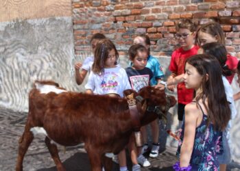 La mini bueyada en Villar de Gallimazo llama la atención de los más pequeños en un esperado recorrido por las calles del pueblo