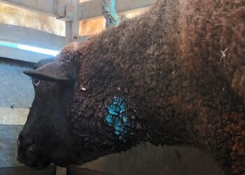 Ataques de lobo en Alaraz y Santiago de la Puebla dejan 14 ovejas muertas y otras 15 gravemente dañadas en cuello y patas