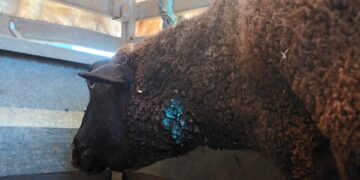 Ataques de lobo en Alaraz y Santiago de la Puebla dejan 14 ovejas muertas y otras 15 gravemente dañadas en cuello y patas