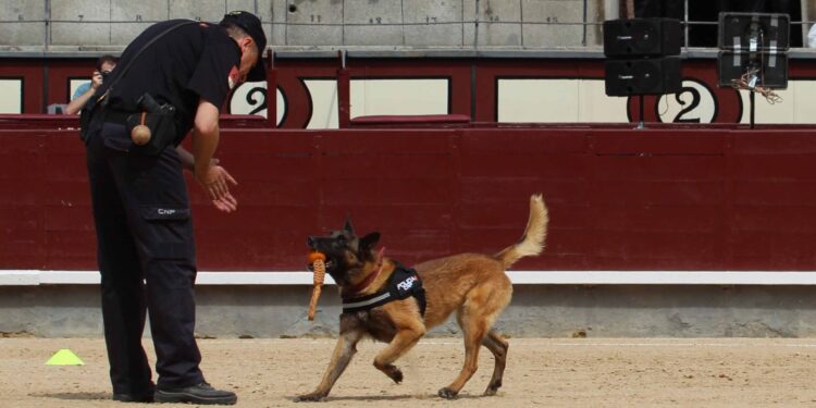 La unidad de guías caninos de la Policía Nacional realizará una exhibición mañana jueves, 5 de septiembre, en Salamaq