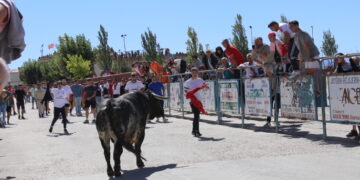 El II Toro Virgen de la Encina llena de ambiente y aficionados las calles de Macotera en una intensa y esperada mañana festiva
