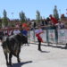 El II Toro Virgen de la Encina llena de ambiente y aficionados las calles de Macotera en una intensa y esperada mañana festiva