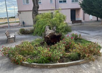 «Aitor» deja sus primeros efectos en Peñaranda con árboles derribados por las fuertes rachas de aire y parques cerrados