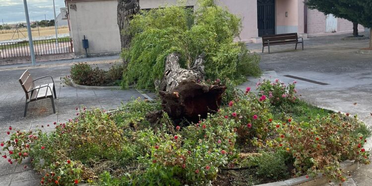 «Aitor» deja sus primeros efectos en Peñaranda con árboles derribados por las fuertes rachas de aire y parques cerrados