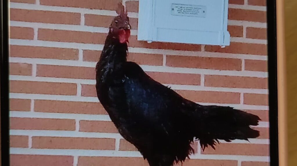 gallo e1728303532752