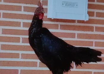 Curioso hallazgo en Macotera: el Ayuntamiento busca al dueño de un gallo que ha aparecido en la cerca metálica de una vivienda