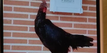 Curioso hallazgo en Macotera: el Ayuntamiento busca al dueño de un gallo que ha aparecido en la cerca metálica de una vivienda