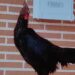 Curioso hallazgo en Macotera: el Ayuntamiento busca al dueño de un gallo que ha aparecido en la cerca metálica de una vivienda