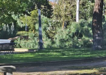 Los efectos del huracán Kirk se dejan sentir en Peñaranda con caída de árboles en Los Jardines y contenedores «paseando»