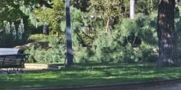 Los efectos del huracán Kirk se dejan sentir en Peñaranda con caída de árboles en Los Jardines y contenedores «paseando»