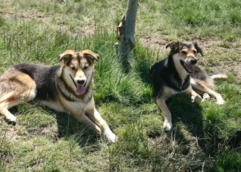 Los refugiados ucranianos que nunca volverán a su país: ASPAP Salamanca cuida en sus instalaciones a Peck, Liza, Kepry y Nero