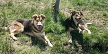 Los refugiados ucranianos que nunca volverán a su país: ASPAP Salamanca cuida en sus instalaciones a Peck, Liza, Kepry y Nero