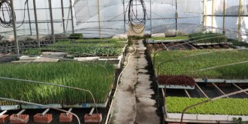 Éstas son las cinco oportunidades de futuro que buscan dueño  en la comarca a través de Negocio Rural, iniciativa de la Diputación