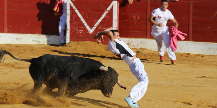 Adrián Cívicos, recortador de Palaciosrubios: «Todo el mundo que se pone delante de un animal bravo se merece un respeto y en ocasiones, en algunas plazas se pierde»