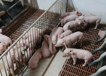 UPA pide que se incrementen los miembros del equipo ROCA de la Guardia Civil en la provincia y más aún de cara a Navidad