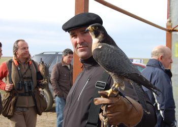 La XVIII edición del Troreal de Altanería que se celebrará en Cantalapiedra incluirá exhibiciones de pequeñas aves y bajo vuelo