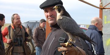La XVIII edición del Troreal de Altanería que se celebrará en Cantalapiedra incluirá exhibiciones de pequeñas aves y bajo vuelo