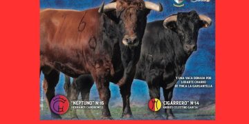 «Neptuno» y «Cigarrero» serán los dos astados protagonistas del Toro de San Blas de Babilafuente en la tarde del 1 de febrero