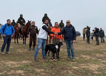 Morería de Suerte, la única lebrela de Castilla y León que logra el pase a semifinales del LXXXVII Campeonato de España de Galgos
