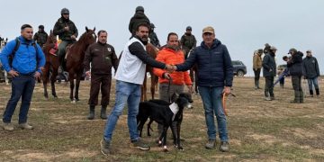 Morería de Suerte, la única lebrela de Castilla y León que logra el pase a semifinales del LXXXVII Campeonato de España de Galgos