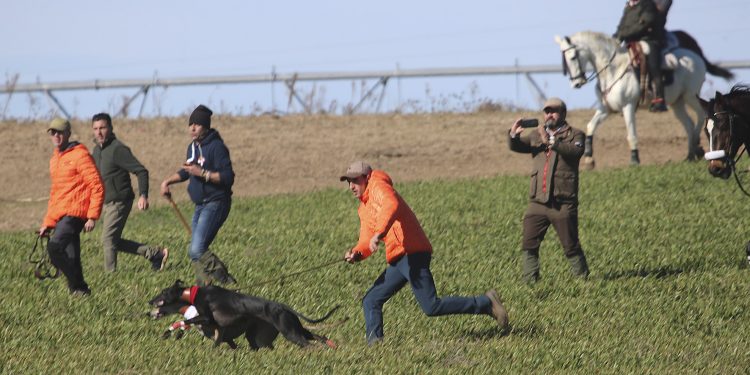 Morería de Suerte (Castilla y León) y Chirivia de Morix (Castilla La Mancha) lucharán por la corbata en el LXXXVII Nacional de Galgos