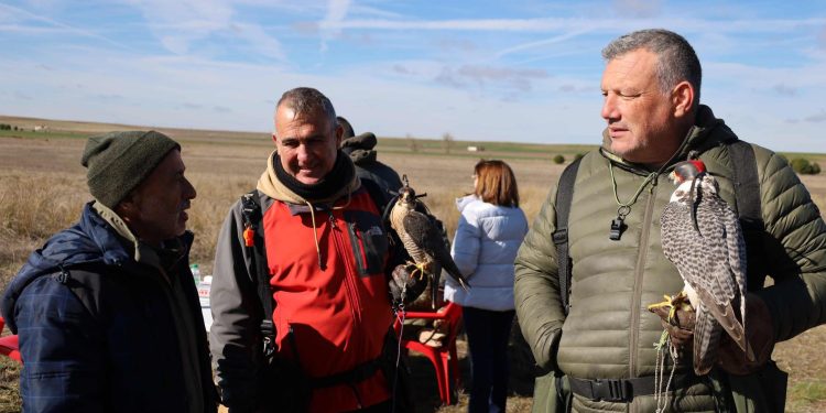 Cantalapiedra reúne en el Troreal a los mejores cetreros del país y a cientos de espectadores siguiendo los vuelos de los halcones