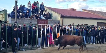 «Neptuno» y «Cigarrero» llenan las calles de Babilafuente en el festejo del Toro de San Blas epicentro de las fiestas de invierno