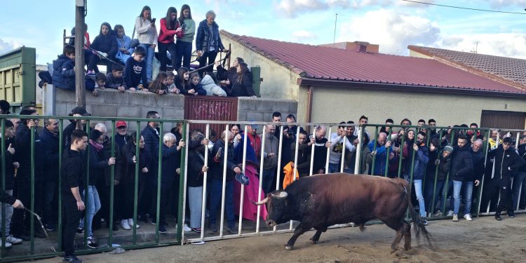 «Neptuno» y «Cigarrero» llenan las calles de Babilafuente en el festejo del Toro de San Blas epicentro de las fiestas de invierno