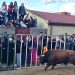 «Neptuno» y «Cigarrero» llenan las calles de Babilafuente en el festejo del Toro de San Blas epicentro de las fiestas de invierno