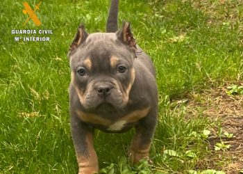 La Guardia Civil de Salamanca investiga a cuatro varones como supuestos autores de la mutilación de cachorros por estética