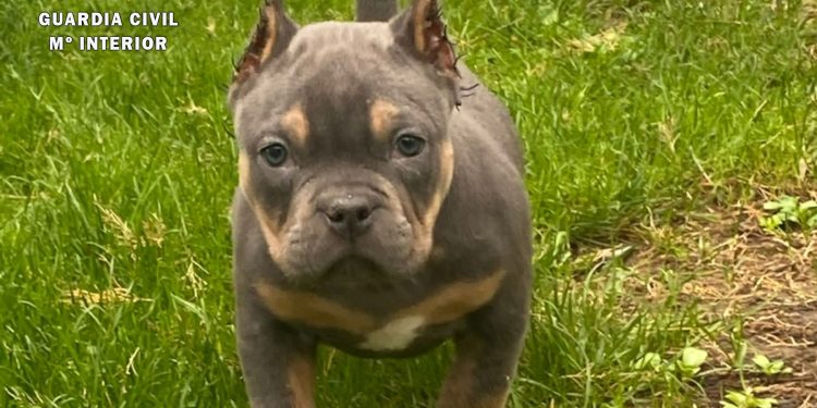 La Guardia Civil de Salamanca investiga a cuatro varones como supuestos autores de la mutilación de cachorros por estética